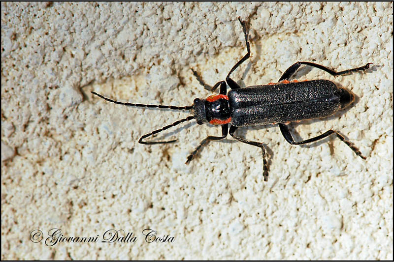 Cantharis gr. obscura